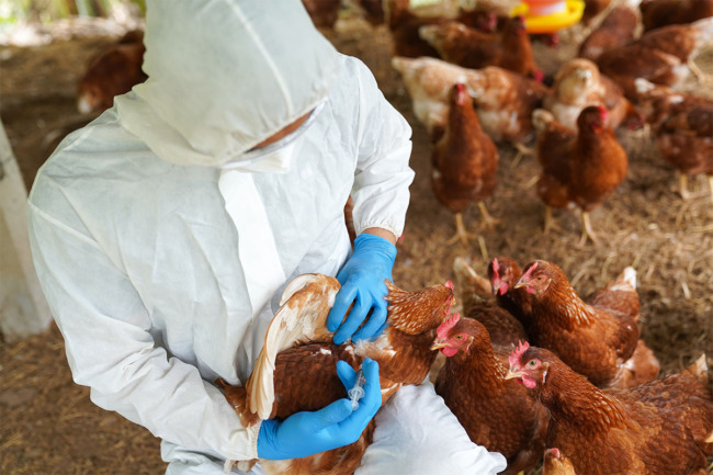 Veterinarian treating chicken to prevent HPAI 